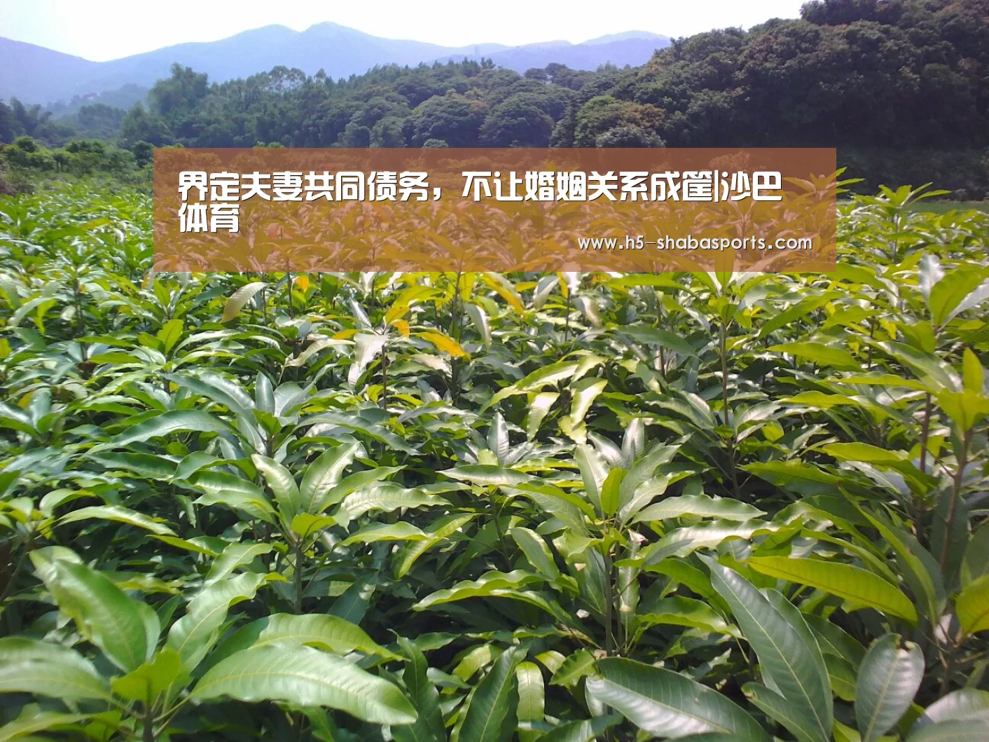 沙巴体育官网